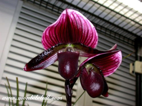 Paph Maudiae 1.jpg